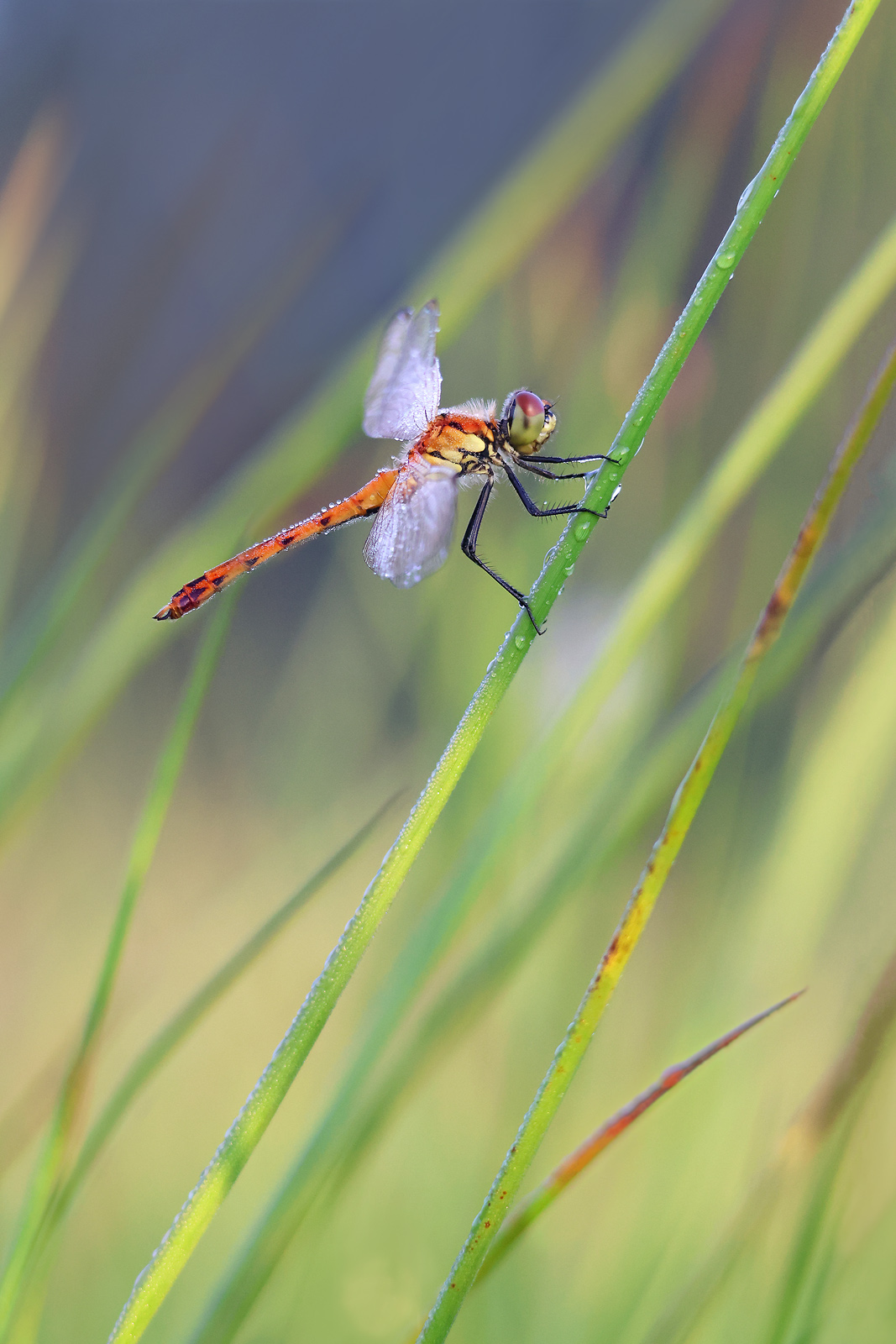 Sumpf-Heidelibelle (Sympetrum depressiusculum)