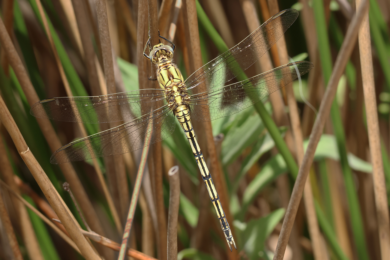 Langer Blaupfeil (Orthetrum trinacria)