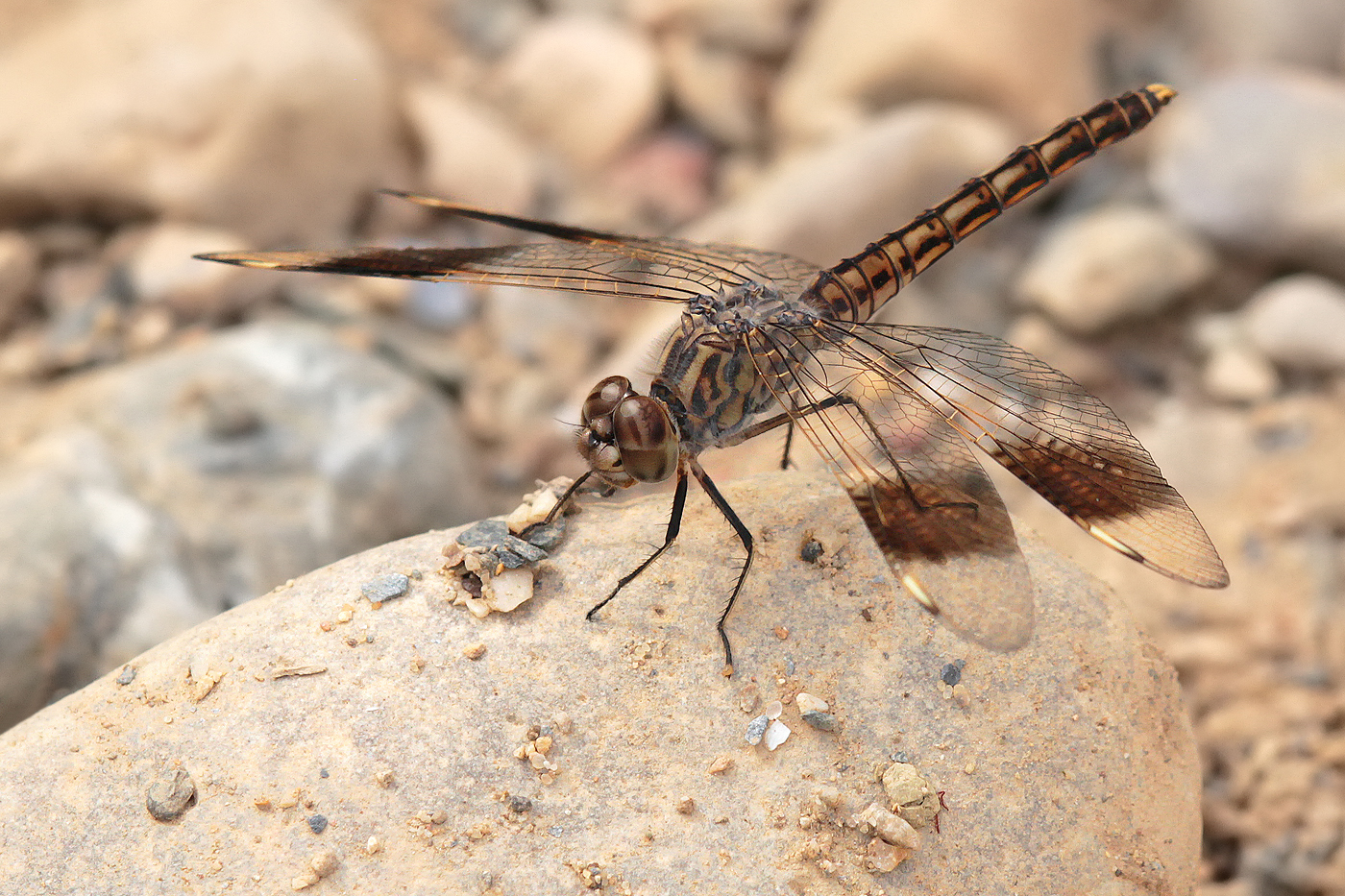 Treuer Kurzpfeil (Brachythemis impartita)