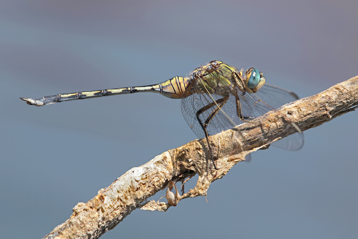 Langer Blaupfeil (Orthetrum trinacria), Weibchen