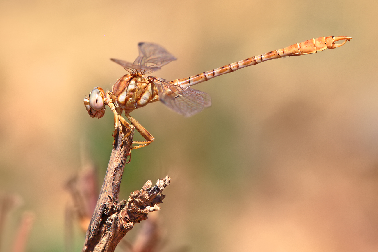 Braune Zangenlibelle (Onychogomphus costae), Männchen