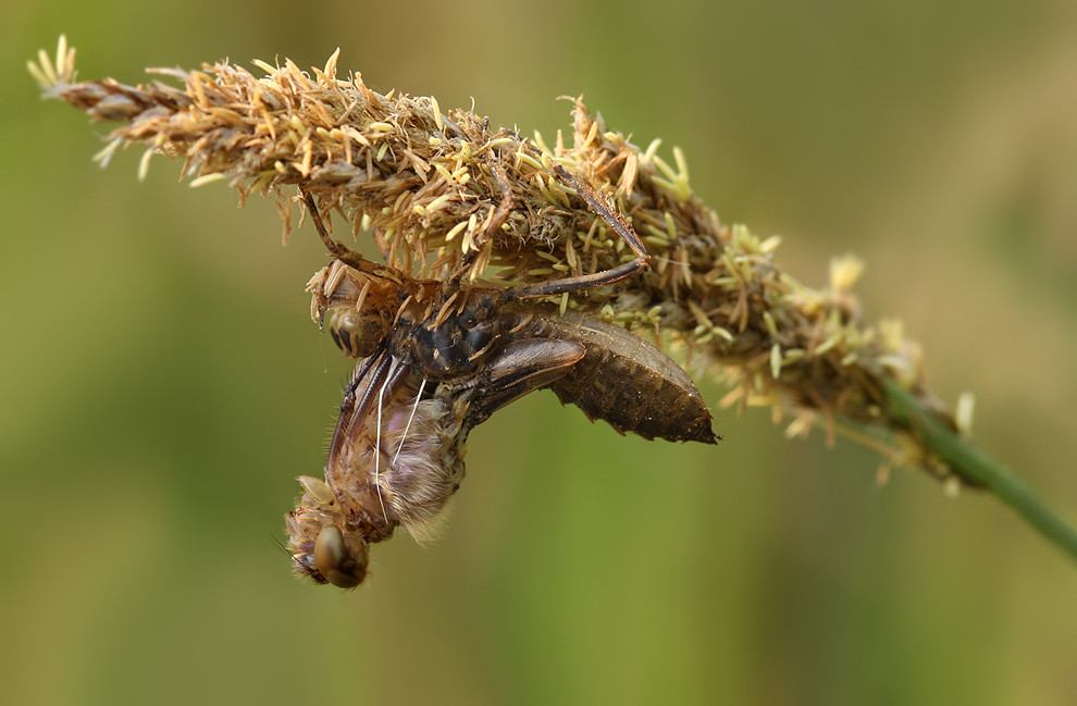 Das Imago zieht Brust und Beine aus der Larvenhaut