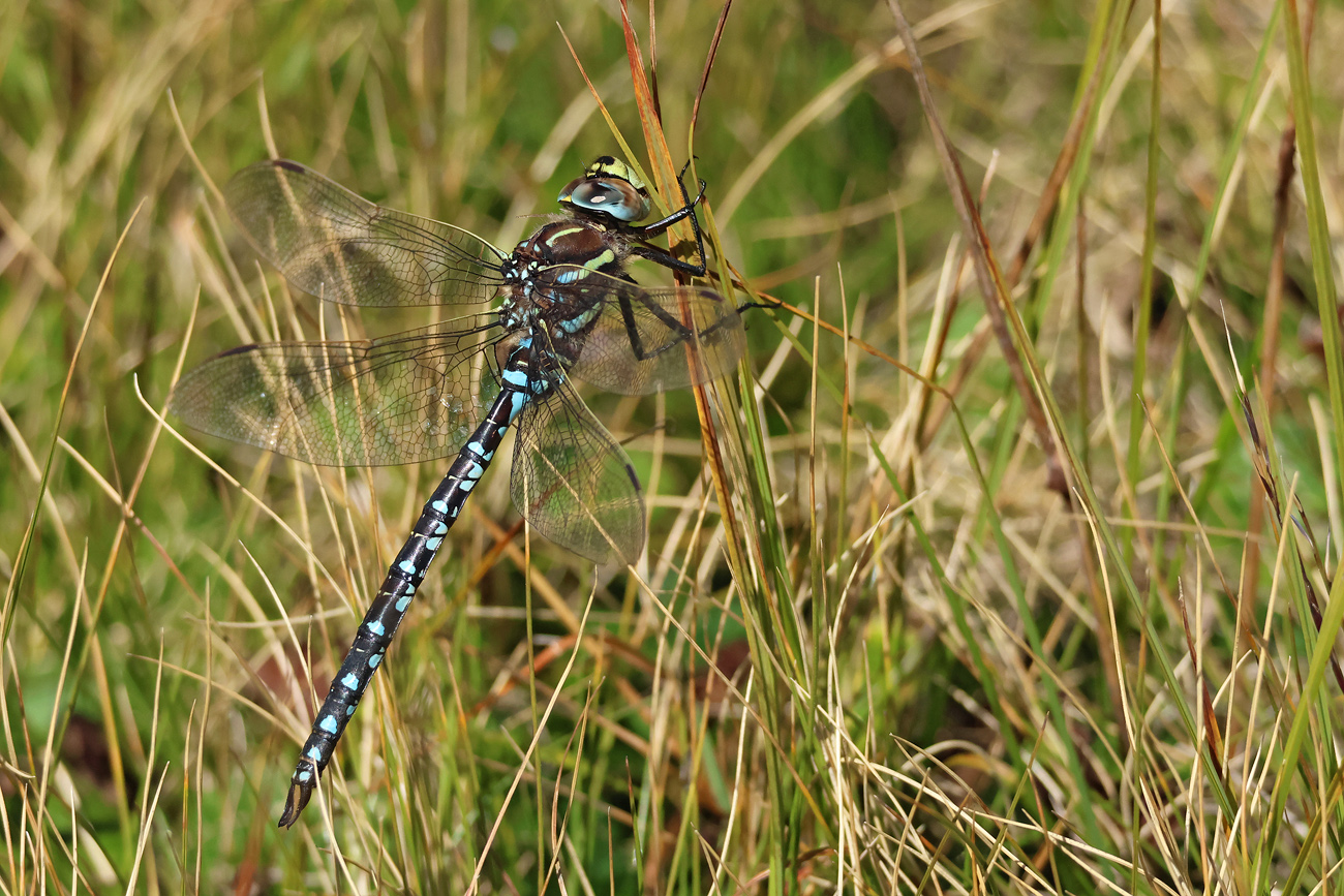 Torfmosaikjungfer (Aeshna juncea)