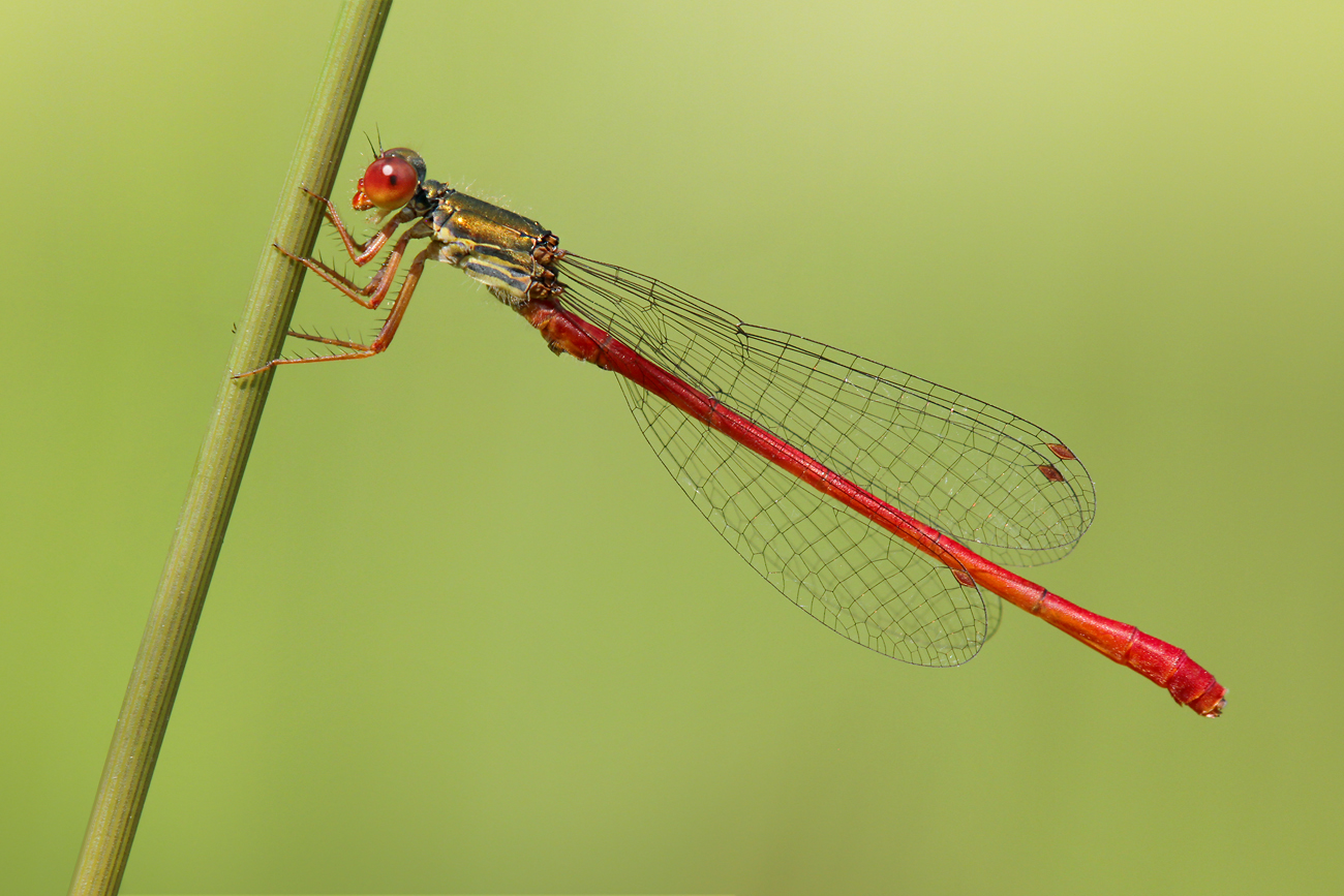 Zarte Rubinjungfer (Ceriagrion tenellum)