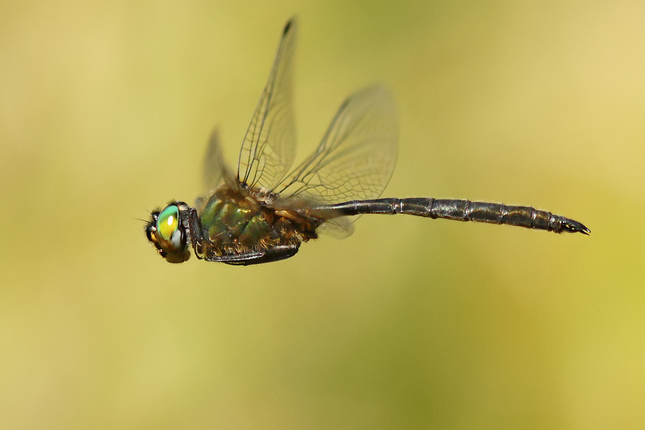 Arktische Smaragdlibelle (Somatochlora arctica)