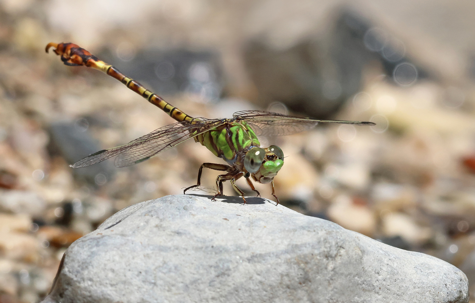 Grüne Sandjungfer (Paragomphus genei)
