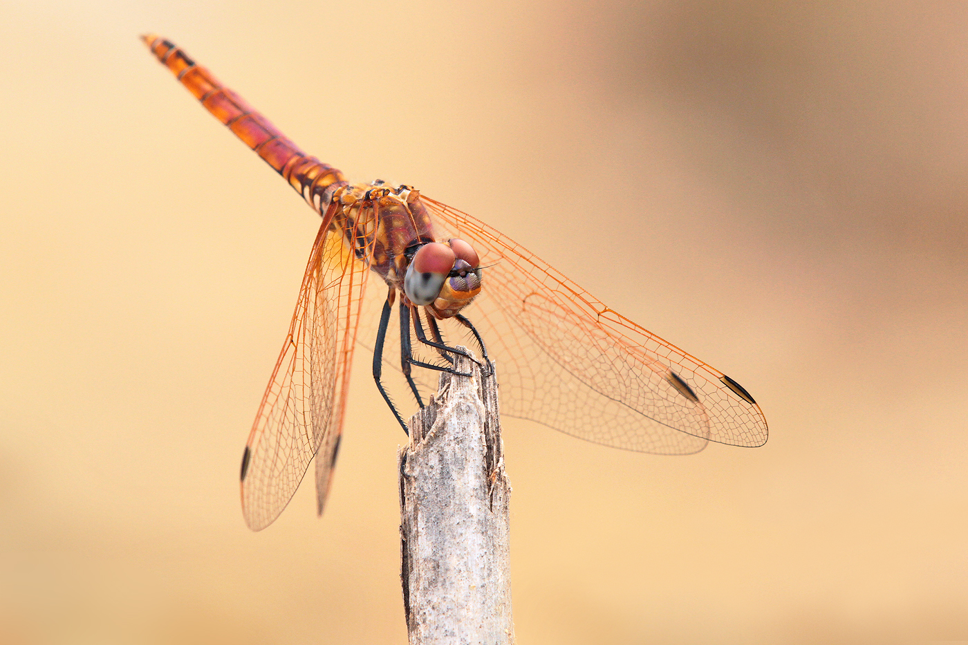 Violetter Sonnenzeiger (Trithemis annulata), junges Männchen