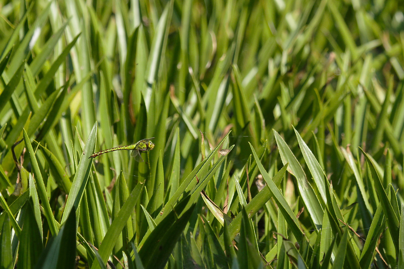 Grüne Mosaikjungfer (Aeshna viridis)