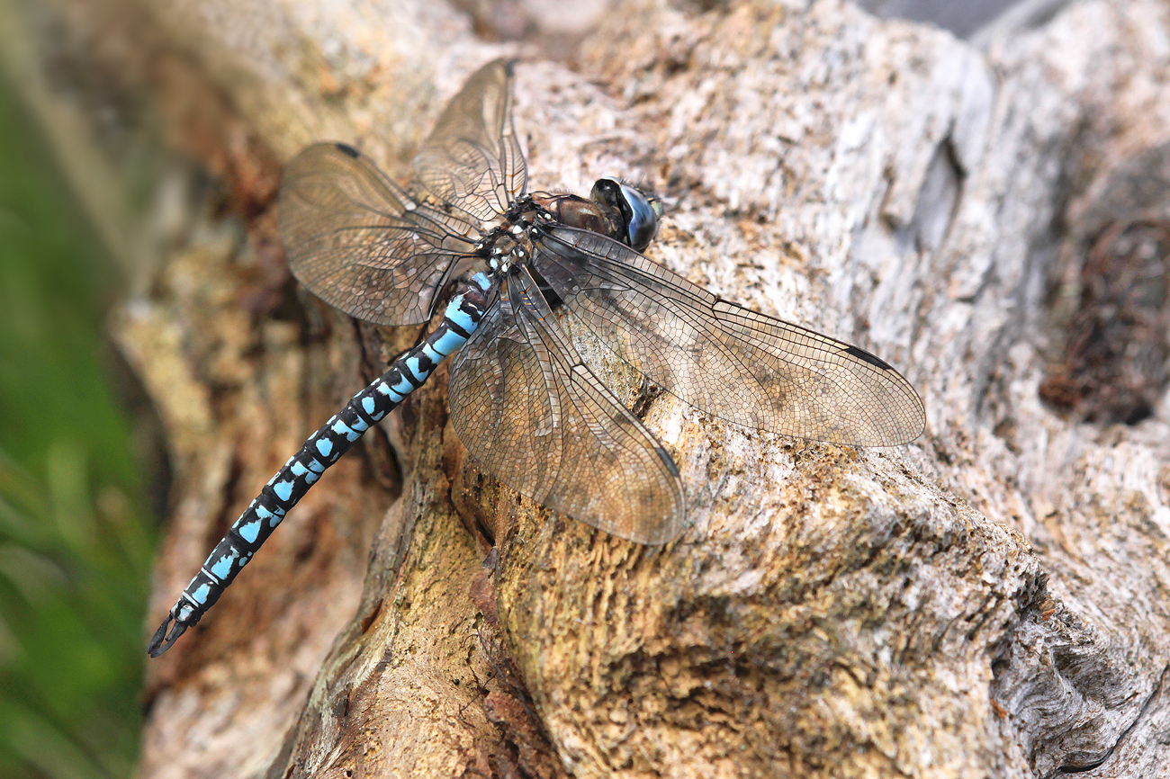 Alpen-Mosaikjungfer (Aeshna caerulea)