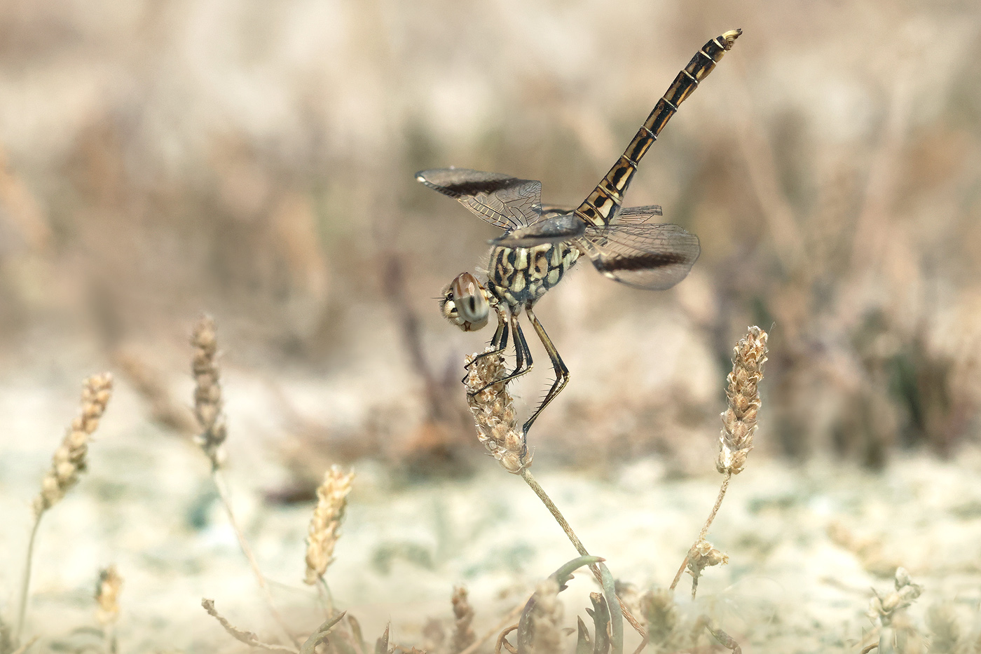 Treuer Kurzpfeil (Brachythemis impartita)