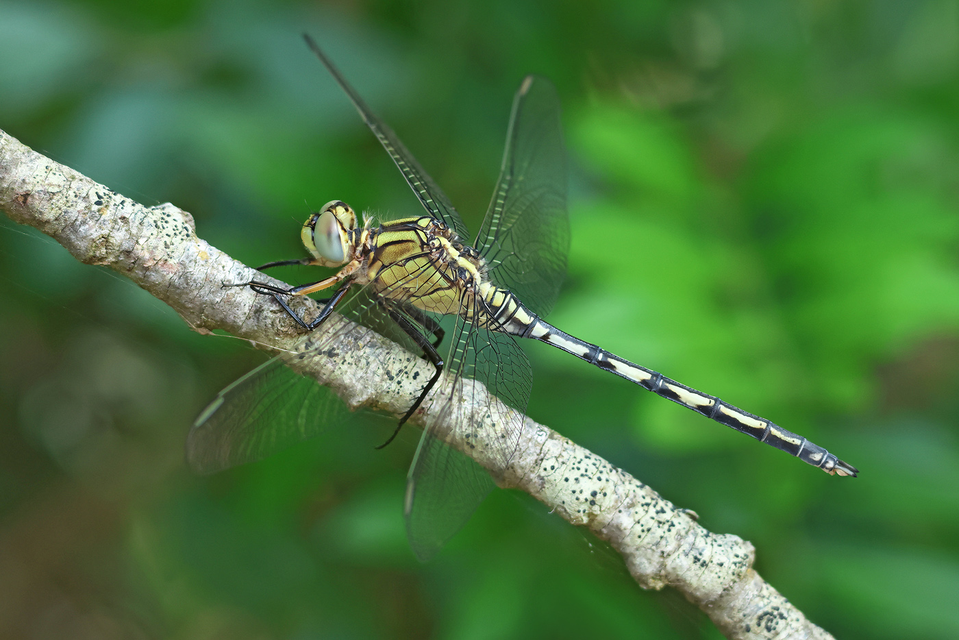 Langer Blaupfeil (Orthetrum trinacria)