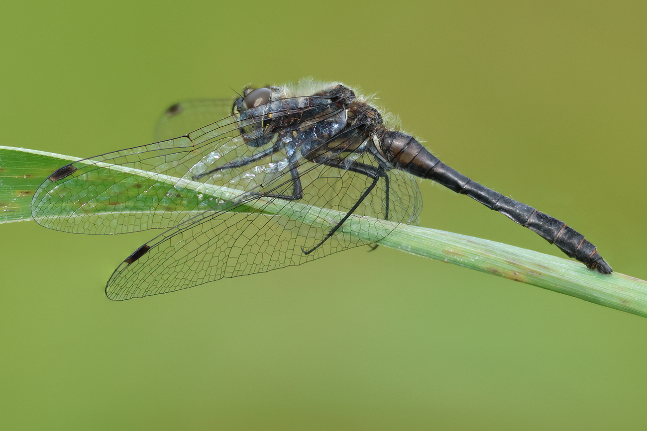 Schwarze Heidelibelle (Sympetrum danae)