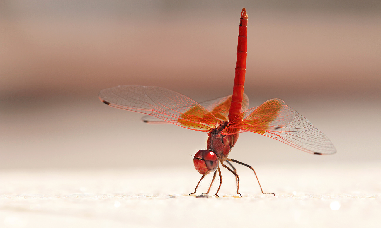 Feuerroter Sonnenzeiger (Trithemis kirbyi), Männchen