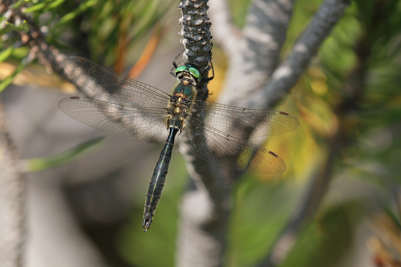 Alpen-Smaragdlibelle (Somatochlora alpestris)