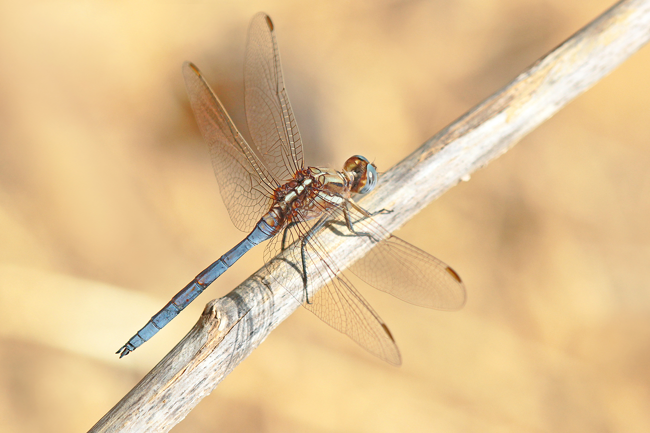 Rahmstreif-Blaupfeil (Orthetrum chrysostigma), Männchen