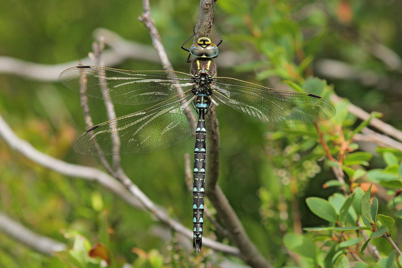 Torfmosaikjungfer (Aeshna juncea)