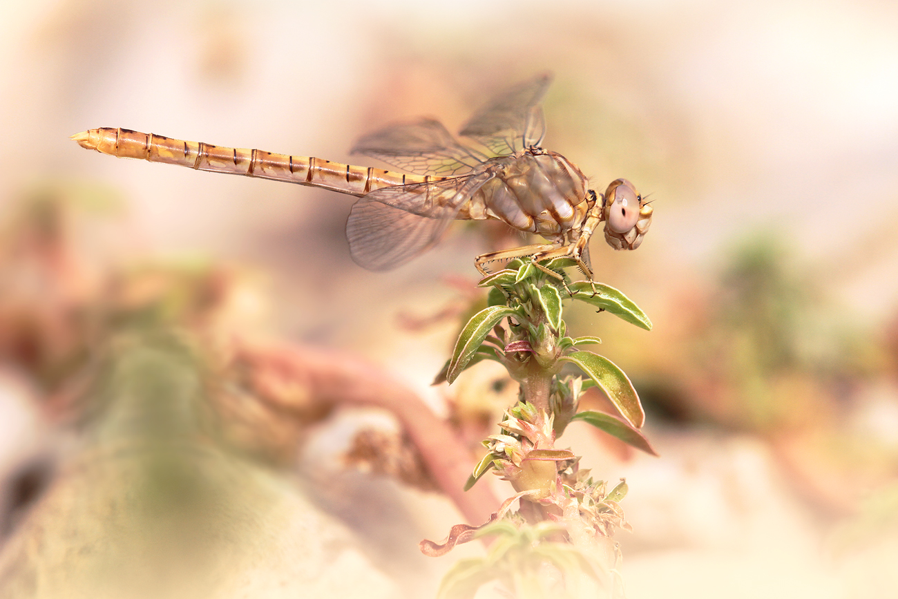 Braune Zangenlibelle (Onychogomphus costae)