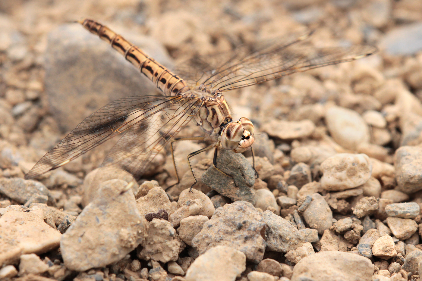 Treuer Kurzpfeil (Brachythemis impartita), Weibchen