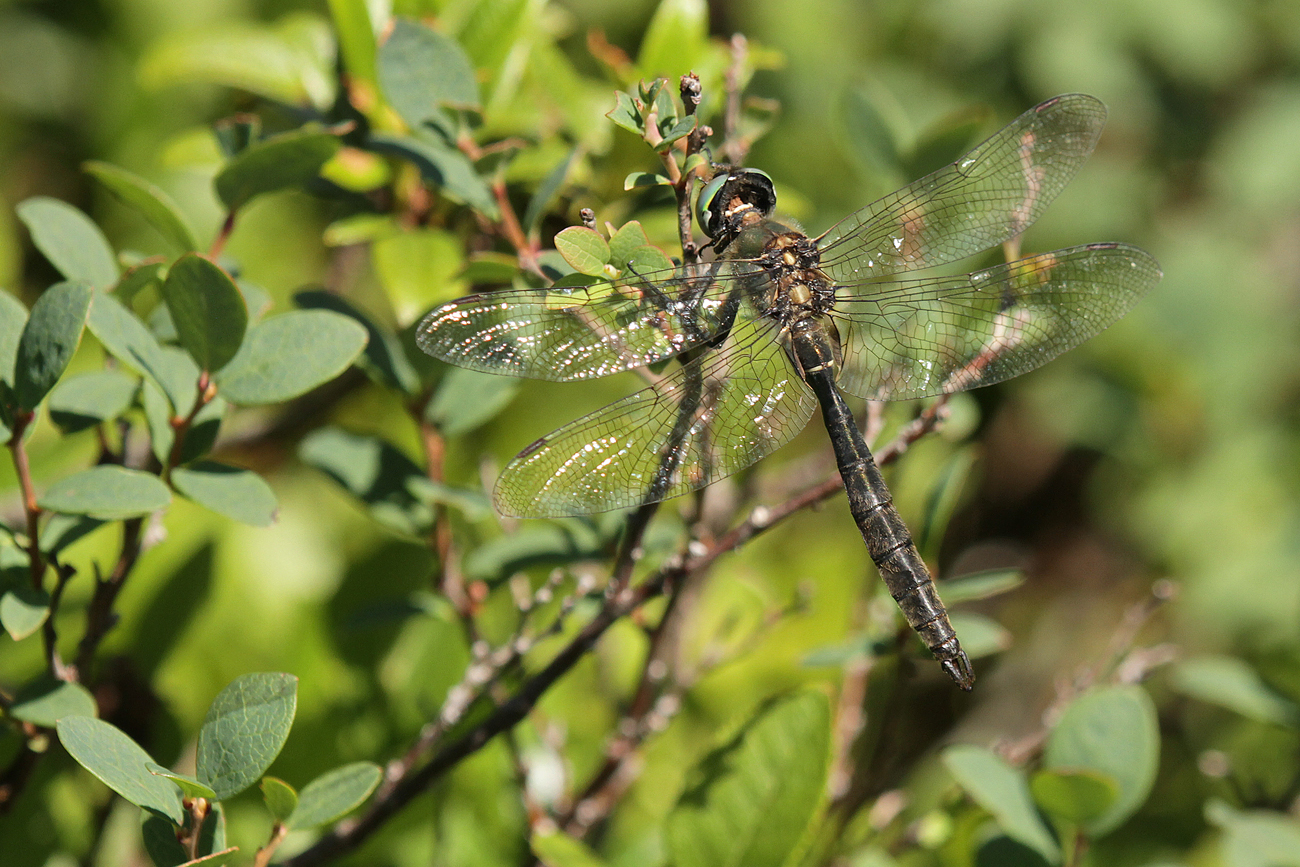 Alpen-Smaragdlibelle (Somatochlora alpestris)