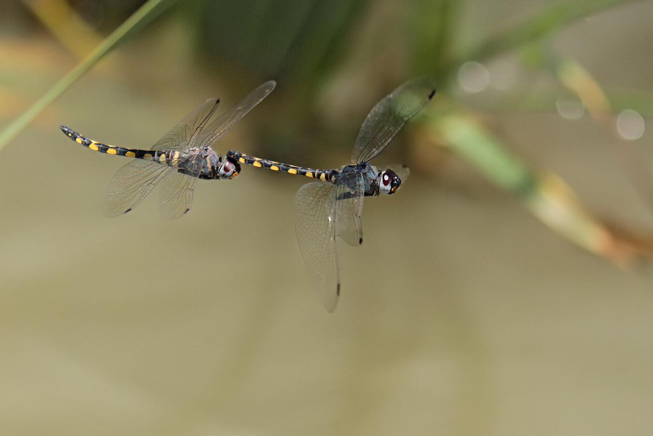 Gefleckter Wasserfallkreuzer (Zygonyx torridus), Männchen