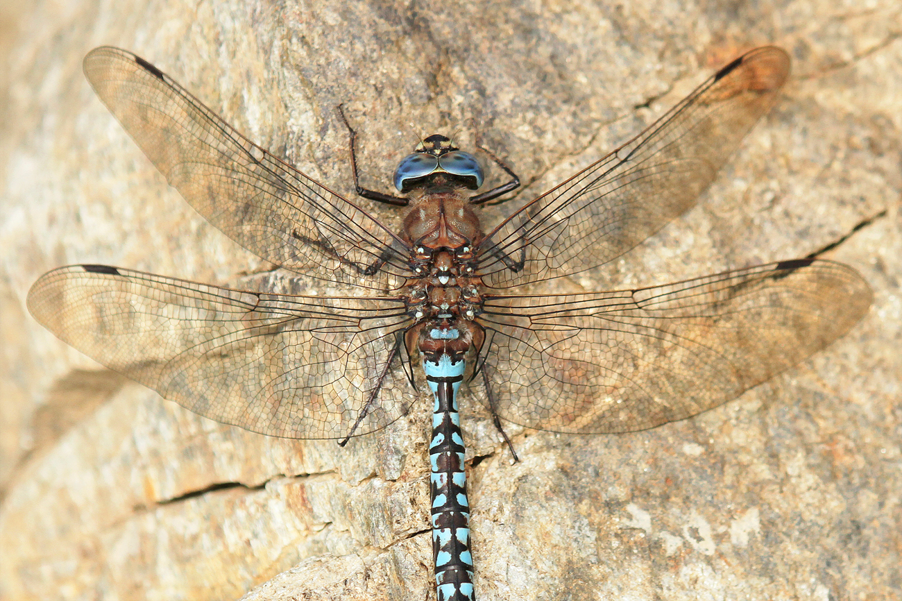 Alpen-Mosaikjungfer (Aeshna caerulea)