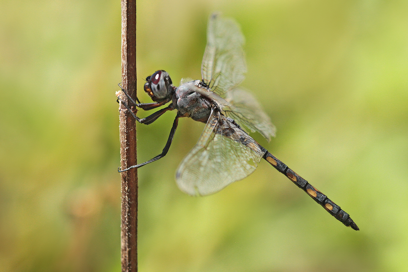 Gefleckter Wasserfallkreuzer (Zygonyx torridus), Männchen