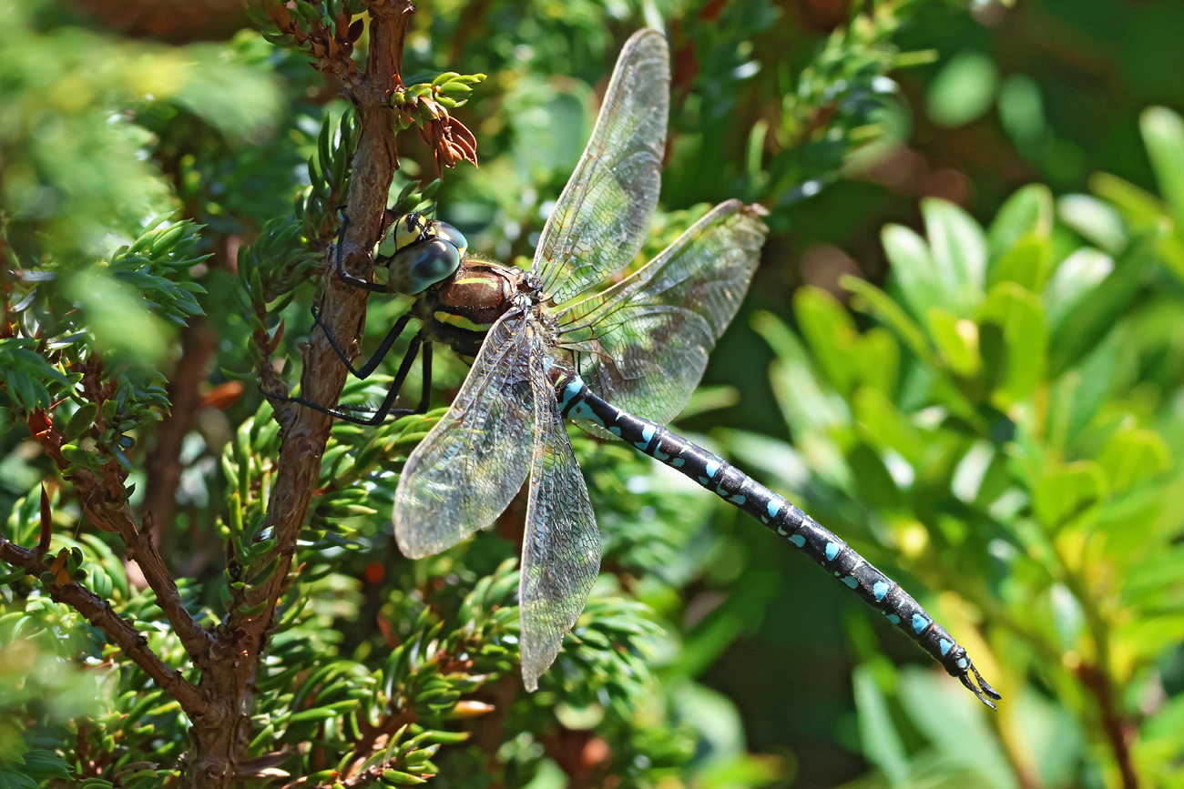 Torfmosaikjungfer (Aeshna juncea)