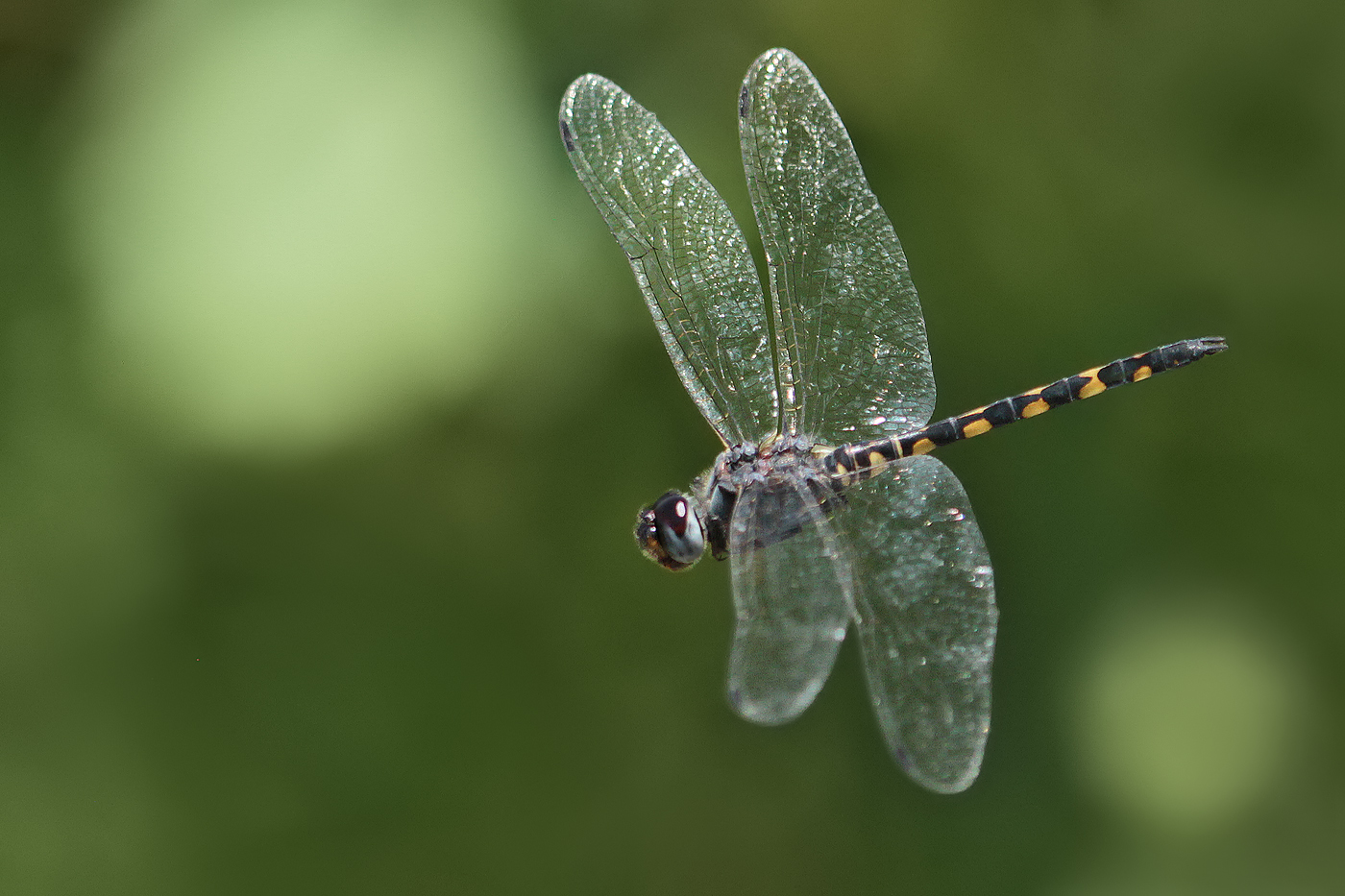 Gefleckter Wasserfallkreuzer (Zygonyx torridus)