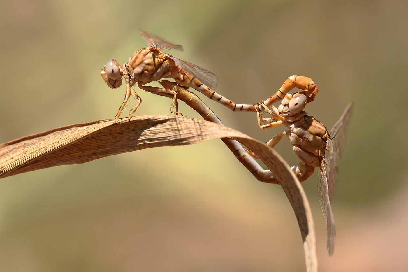 Braune Zangenlibelle (Onychogomphus costae)
