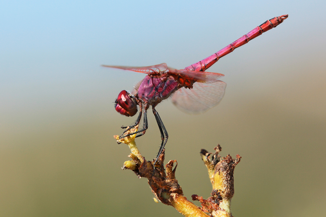 Violetter Sonnenzeiger (Trithemis annulata), Männchen