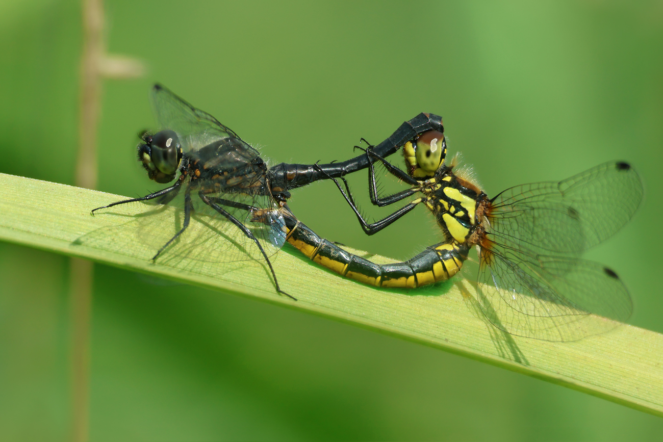 Schwarze Heidelibelle (Sympetrum danae)