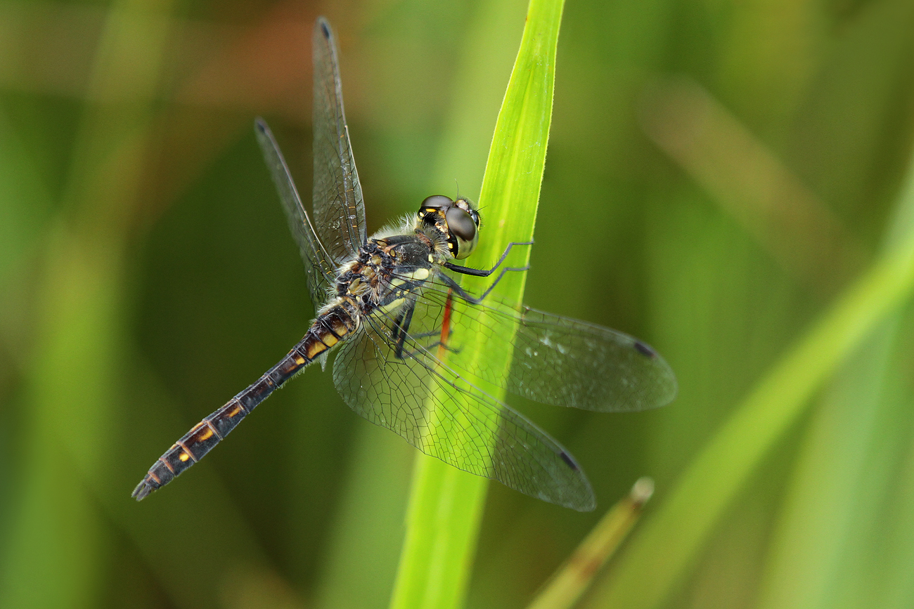 Schwarze Heidelibelle (Sympetrum danae)