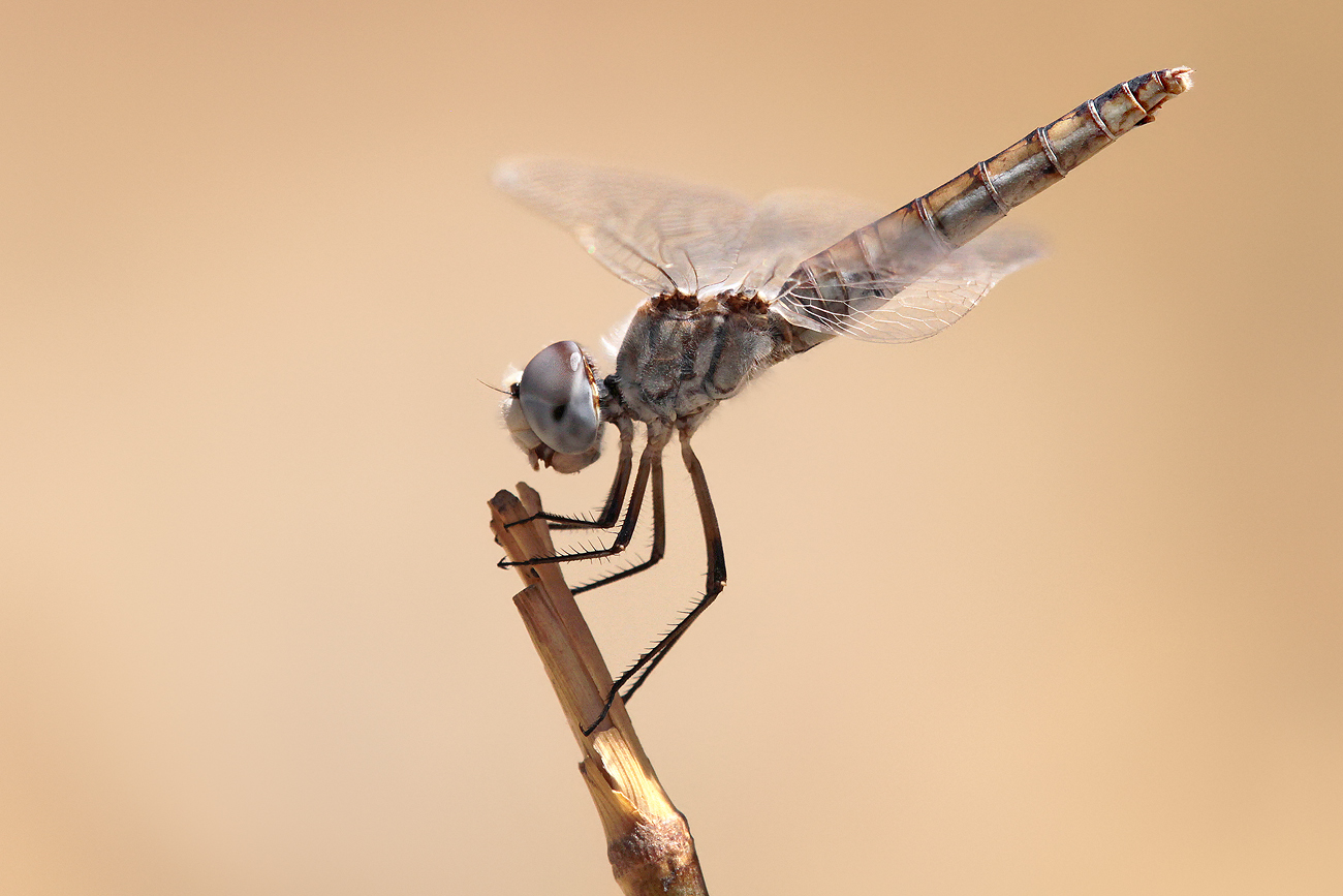 Schwarzer Baron (Selysiothemis nigra), Weibchen