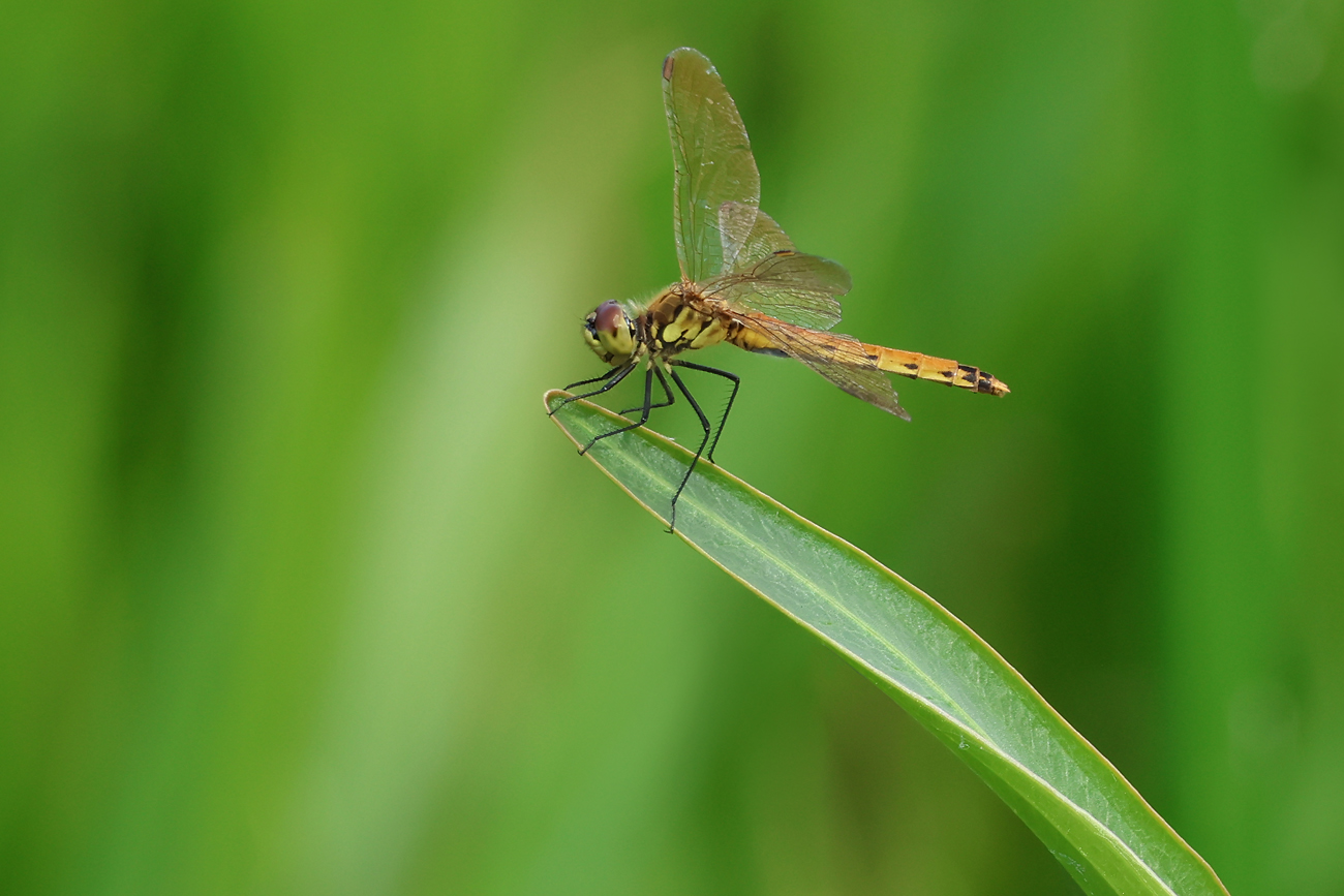 Sumpf-Heidelibelle (Sympetrum depressiusculum)