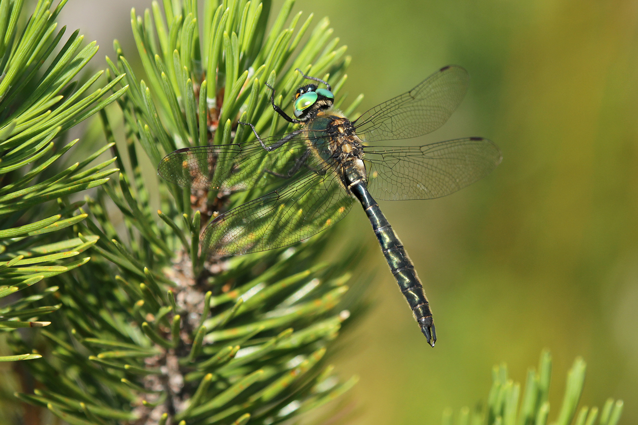 Alpen-Smaragdlibelle (Somatochlora alpestris)