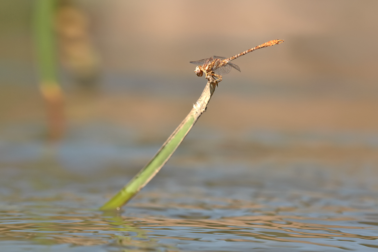 Braune Zangenlibelle (Onychogomphus costae), Männchen