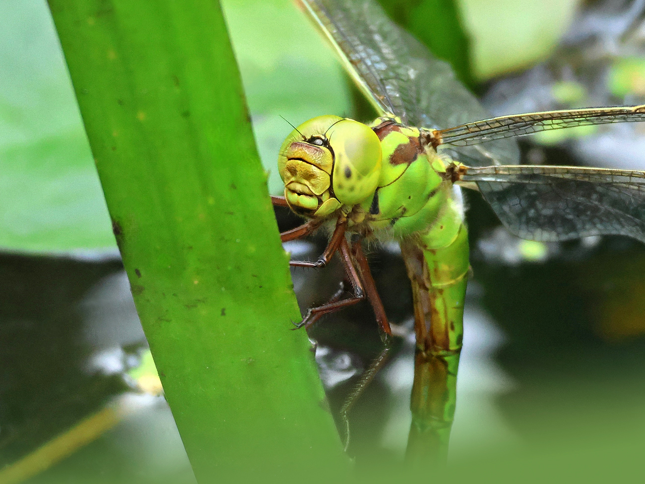Grüne Mosaikjungfer (Aeshna viridis)