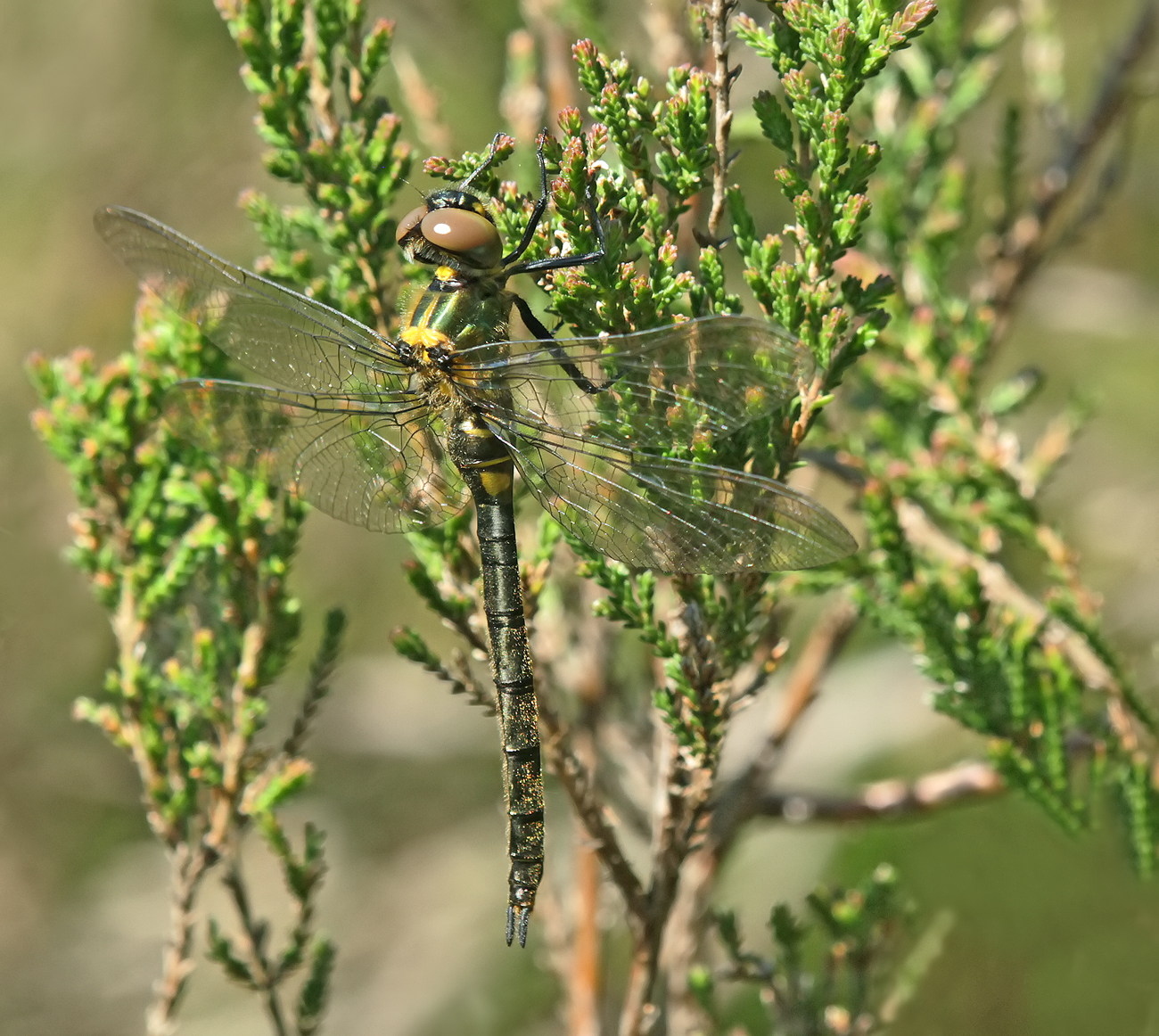 Arktische Smaragdlibelle (Somatochlora arctica)