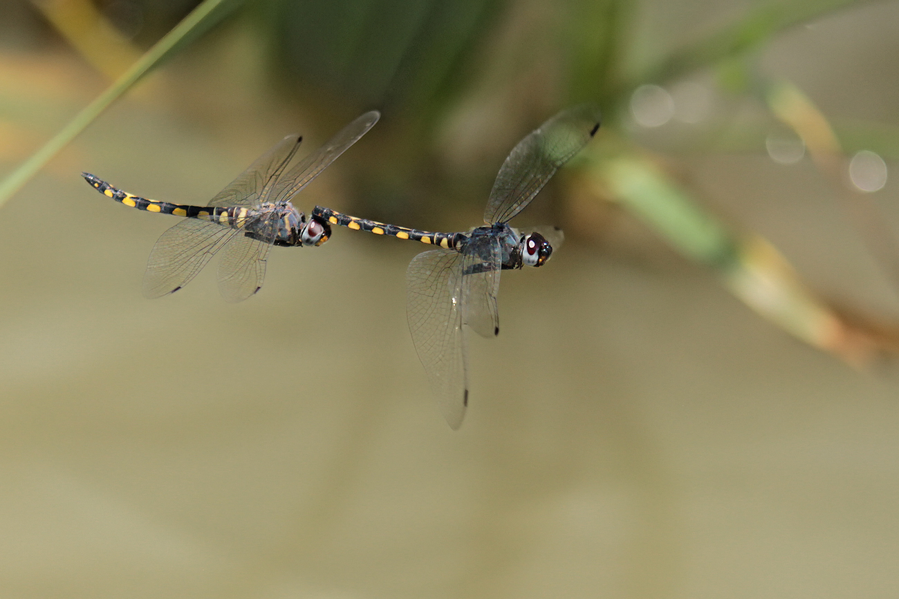 Gefleckter Wasserfallkreuzer (Zygonyx torridus)