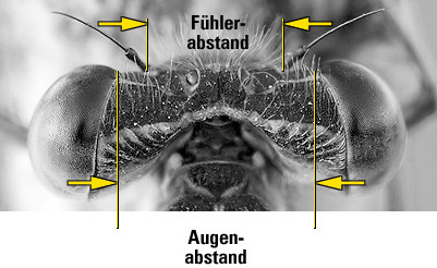 Augenabstand bei Kleinlibellen: Größer als der Fühlerabstand