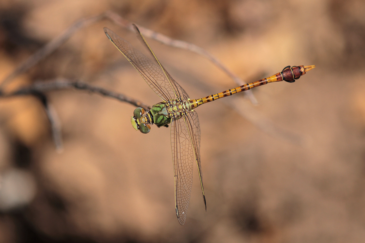 Grüne Sandjungfer (Paragomphus genei), Männchen