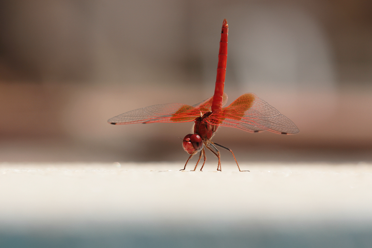 Feuerroter Sonnenzeiger (Trithemis kirbyi), Männchen