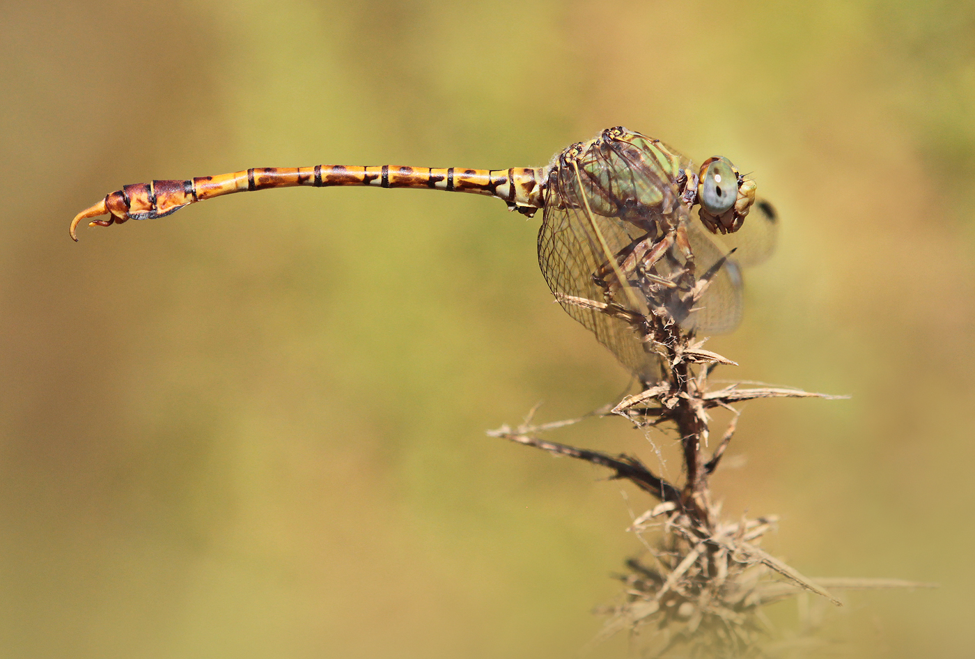 Grüne Sandjungfer (Paragomphus genei)