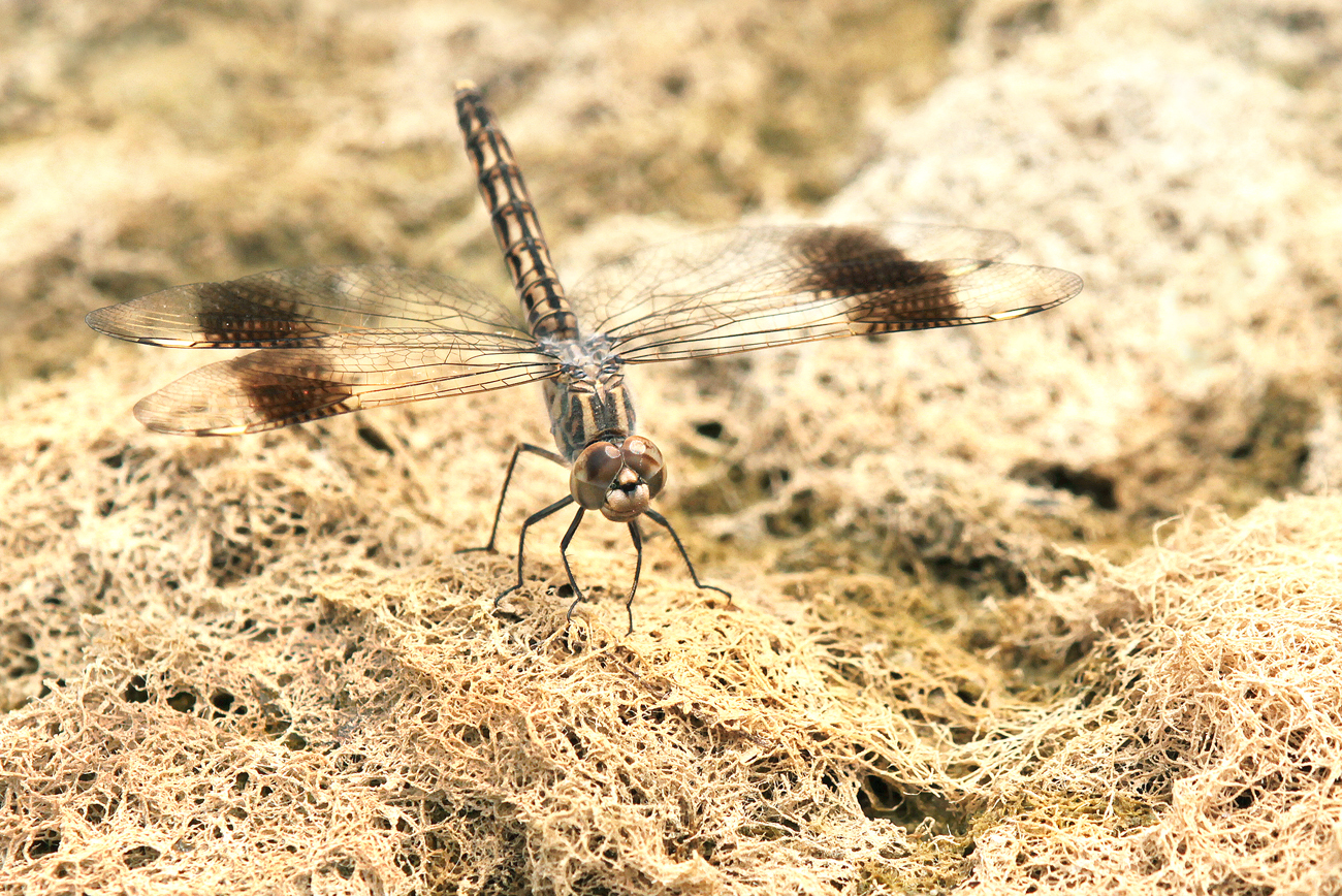 Treuer Kurzpfeil (Brachythemis impartita)