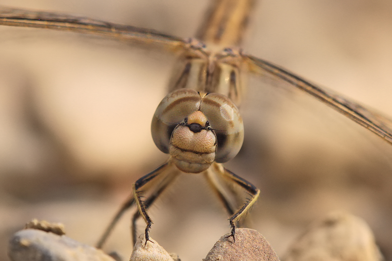 Treuer Kurzpfeil (Brachythemis impartita), junges Männchen