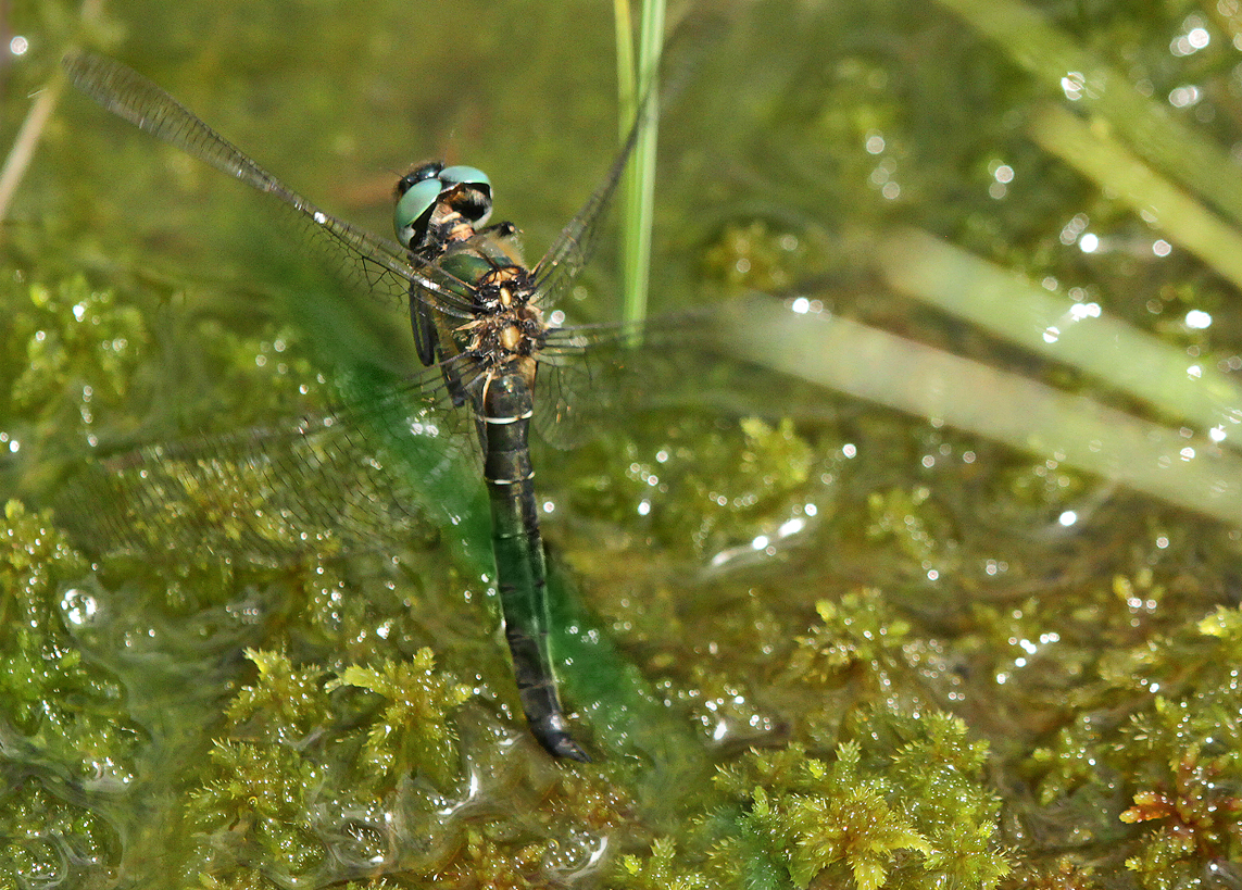 Alpen-Smaragdlibelle (Somatochlora alpestris)