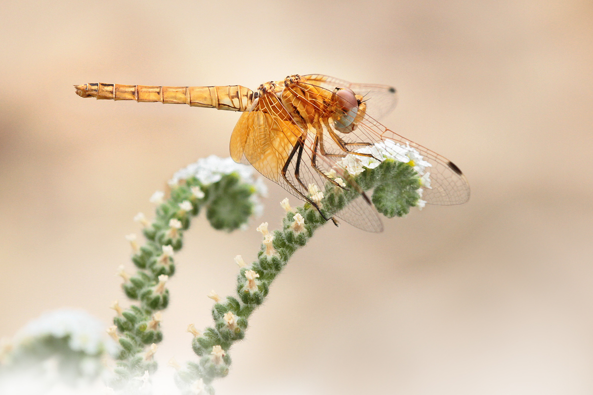 Feuerroter Sonnenzeiger (Trithemis kirbyi), Weibchen