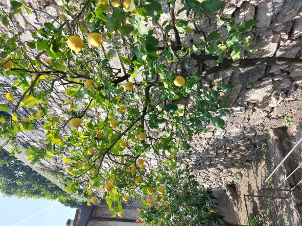 limonaia del castèl - das zitronenhaus