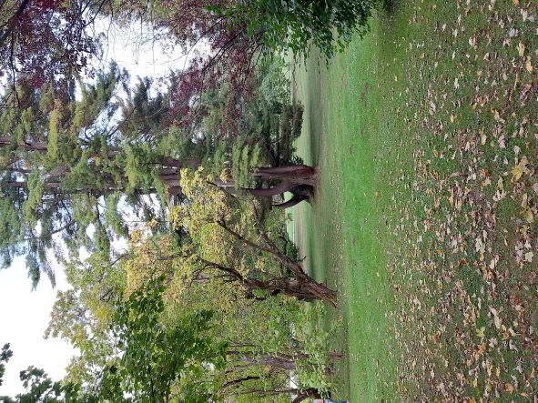 ein park wie ein gemälde