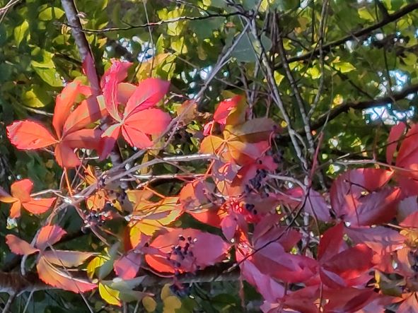 Thalersee - the autumn can come ...